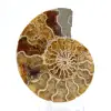 Fossil ammonit från Mahajanga: Mineralbalans - 1
