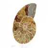 Fossil ammonit från Mahajanga: Mineralbalans - 2