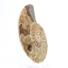 Fossil ammonit från Mahajanga: Mineralbalans - 3