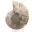 Polerad ammonit: Madagaskars marina geometri — 6