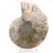 Fossil ammonit från Mahajanga: Mineralbalans
