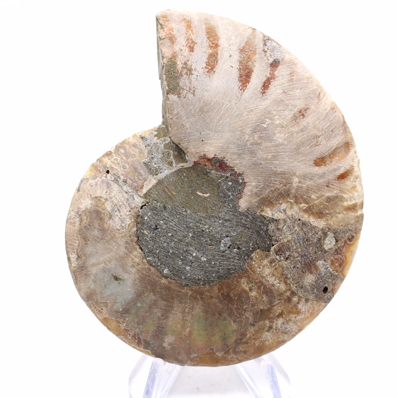 Fossil ammonit från Mahajanga: Mineralbalans