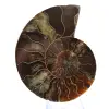 Polerad ammonitfossil: Densitet och detaljer - 1