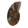 Polerad ammonitfossil: Densitet och detaljer - 2