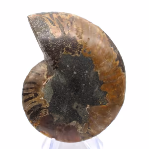 Polerad ammonitfossil: Densitet och detaljer