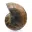 Polerad ammonit: Madagaskars marina geometri — 7