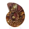 Ammonit från Madagaskar: Mineralfinhet - 1