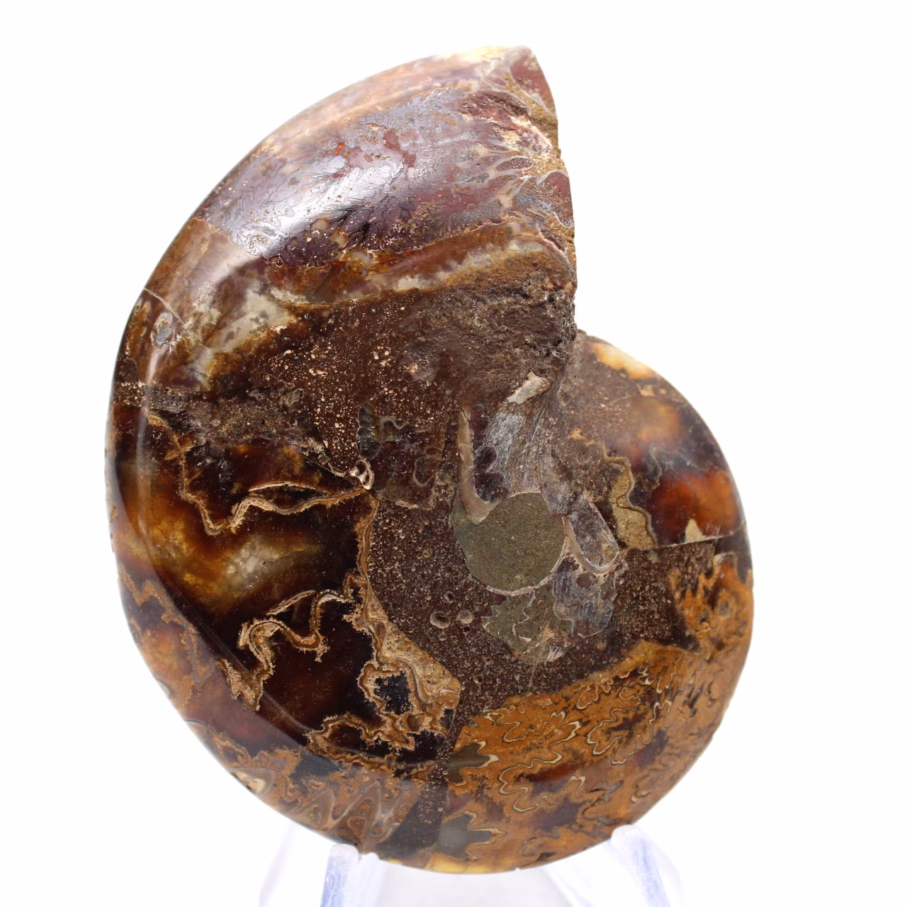 Ammonit från Madagaskar: Mineralfinhet