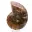 Polerad ammonit: Madagaskars marina geometri — 9