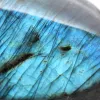 Fri Mineralform Polerad Labradorit från Madagaskar - 4