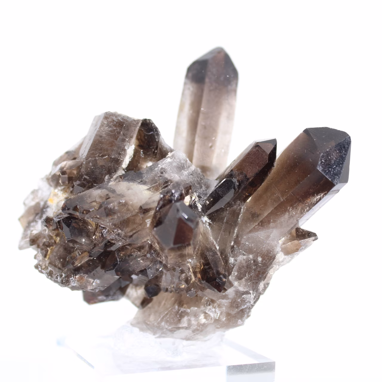 Morionkvartskristall från Brasilien, svart mineral monterat på sockel